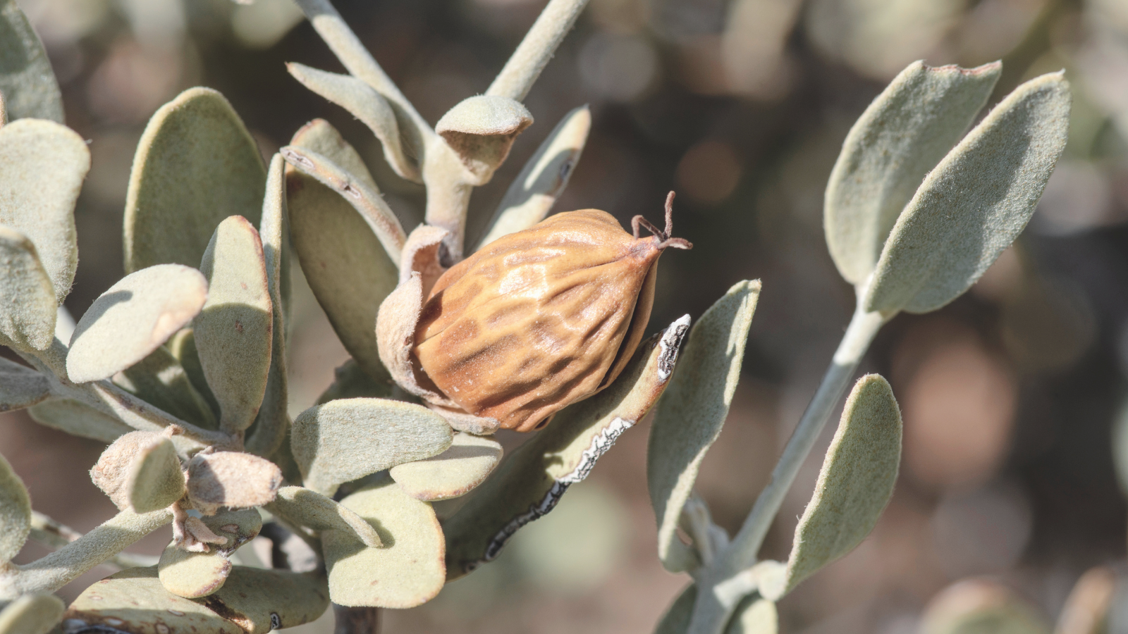 Jojoba Seed Close-up